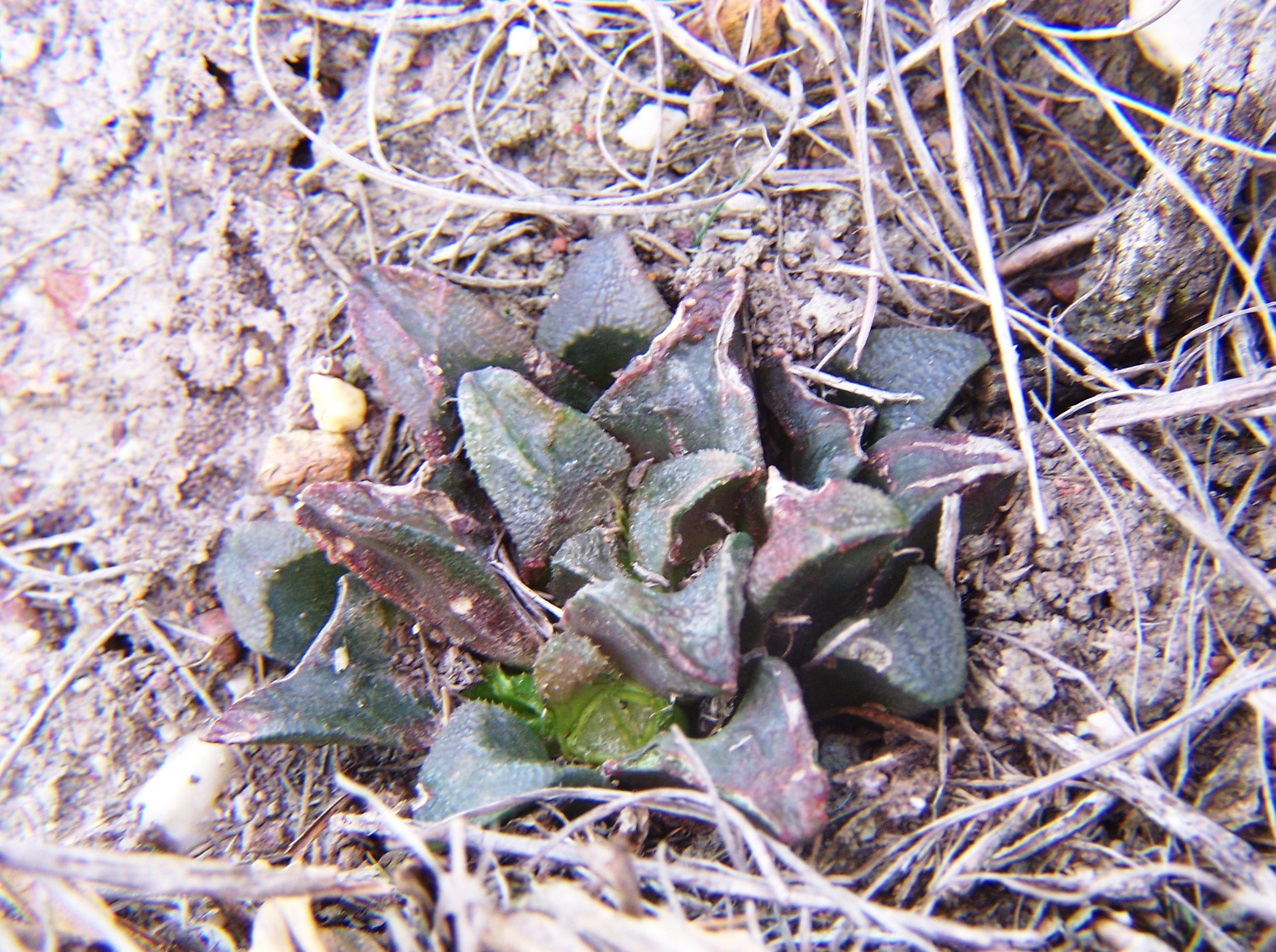 volume 5, chapter 3:- haworthia deglamorized. a recapitulation.