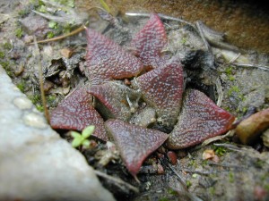 volume 5, chapter 3:- haworthia deglamorized. a recapitulation.