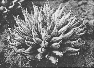 Fig. 1. Haworthia herbacea (Mill). Stearn. KG 637/69 Mowers Halt.
