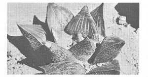 Fig. 2. H. mirabilis var beukmannii, Skuitsberg.