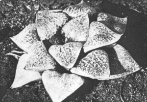 Fig.12. H. comptoniana Smith from west of Willowmore KG 114/72) (H. emelyae var comptoniana).