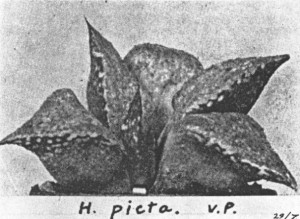 Fig.8. Haworthia emelyae v. Poelln. This photograph is the pictotype of H. picta v. Poelln. as illustrated in Desert Plant Life 1938.