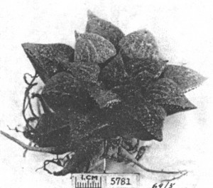 Fig.9. Haworthia emelyae v. Poelln. GGS5781 from between Oudtshoorn and Mossel Bay.