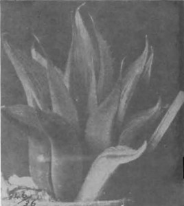 Fig. 1. Haworthia mirabilis Haw. illustrated as H. nitidula v Poelln. in Desert Plant Life 11:192 (1939).