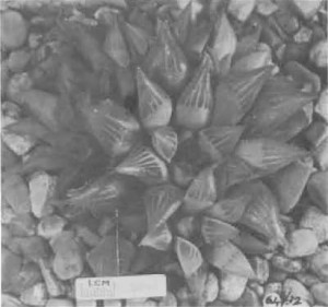 Fig. 10. Haworthia turgida Haw., GGS 5044, “H. nitidula var. C., Heidelberg, Beukman. = 3904 but larger, tip area more rounded, leaves not as acuminate as nitidula, end awn more deciduous, marginal and keel teeth longer, 5—6 face lines”.