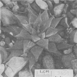 Fig. 11. Haworthia emelyae V. Poelln., GGS 3458, “H. nitidula var. H., Muiskraal, Riversdale, Otzen”. = 3830a but leaves more acuminate, 2—4 lines none reaching tip, back flecked like nitidula, much smaller”.