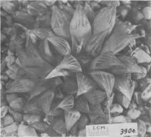 Fig. 5. Haworthia mirabilis Haw., GGS 3904, “H. nitidula var. B. Bredasdorp, Venter 24. = 3907, but darker green, tip area more retused, flatter, 5 face lines, 1 keel, no flecks on back”.