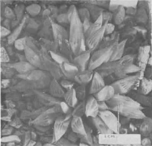 Fig. 9. Haworthia turgida Haw., GGS 3429, “H. nitidula var. D., Heidelberg, Malherbe 24. = 5044 but tip area shorter, lighter, pellucid, shorter end- awn, 3—5 face lines, more upright than nitidula”.