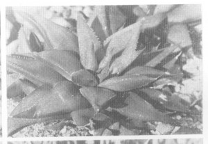 Fig 3. Haworthia agustifolia f. baylissii  (Scott) Bayer from Oudekraal. Somerset East, the type locality.
