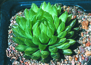 Live succulent plant | Haworthia cooperi var. venusta (C. L. Scott)  M.B.Bayer