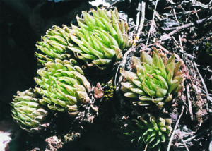 Live succulent plant | Haworthia cooperi var. venusta (C. L. Scott)  M.B.Bayer