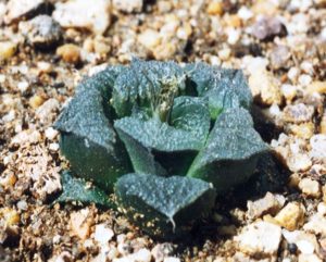 Live succulent plant | Haworthia cooperi var. venusta (C. L. Scott)  M.B.Bayer