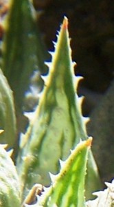 maculata + 028 - leaf face