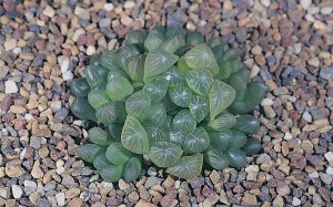 Haworthia cooperi var. truncata MBB 386/70 Mgwali, Sutterheim. Grows in a level rocky but grassy area, and forms large blue-green clumps.