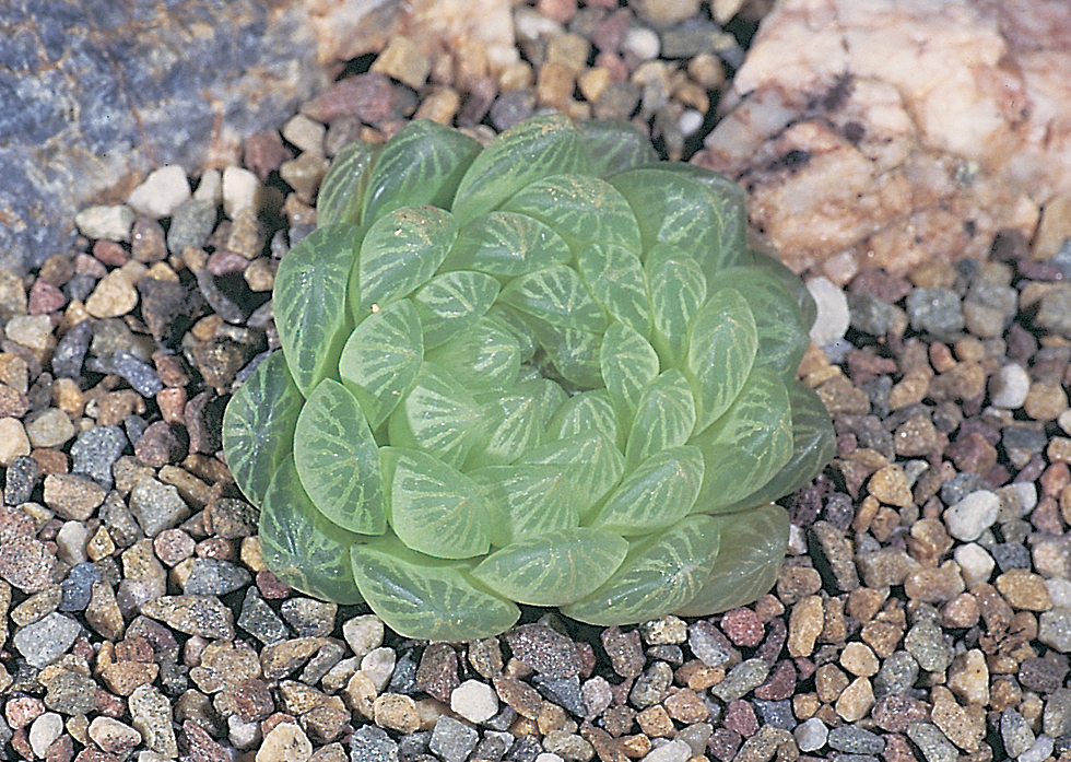 Haworthia cymbiformis var. transiens JDV86/110 Prince Albert Pass. Now known to be more widespread and plants in other populations can be greener.