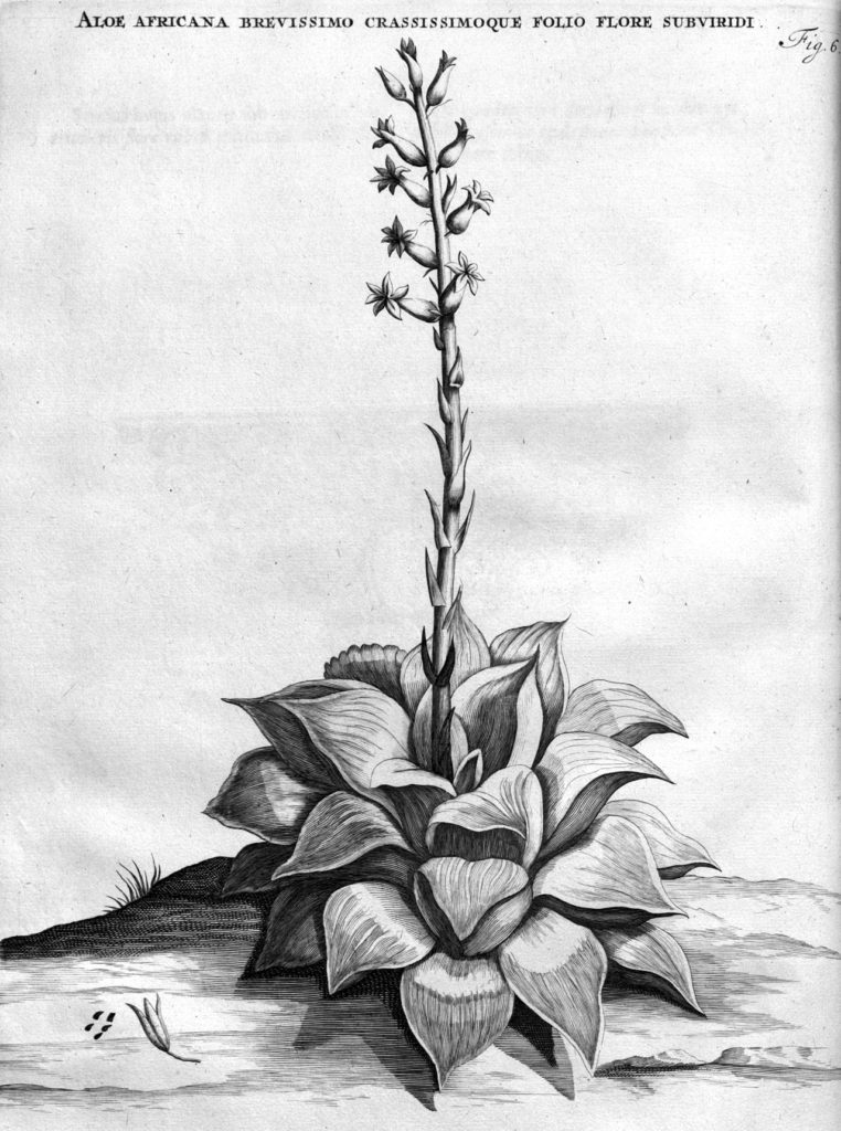 Haworthia retusa (L.) Duval
J. Commelin, Horti medici Amstelodamensis rariorum tam Orientalis, vol. 2: t. 6 (1701)
http://plantillustrations.org/illustration.php?id_illustration=122188