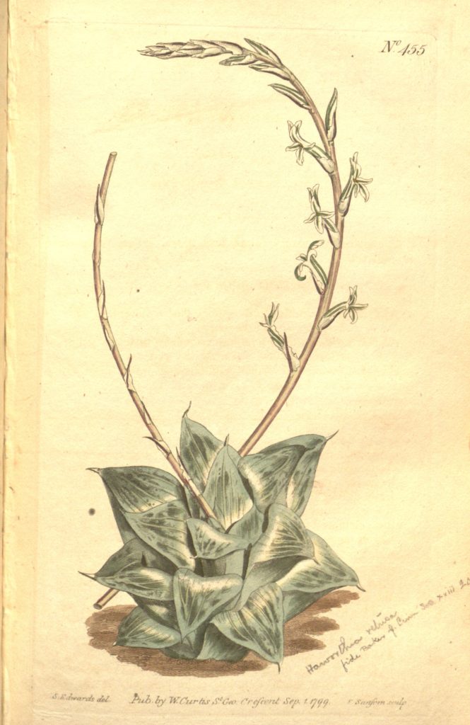 Haworthia retusa (L.) Duval [as Aloe retusa L.]
Botanical Magazine (Curtis), t. 433-468, vol. 13: t. 455 (1799) [S.T. Edwards]
http://plantillustrations.org/illustration.php?id_illustration=7534