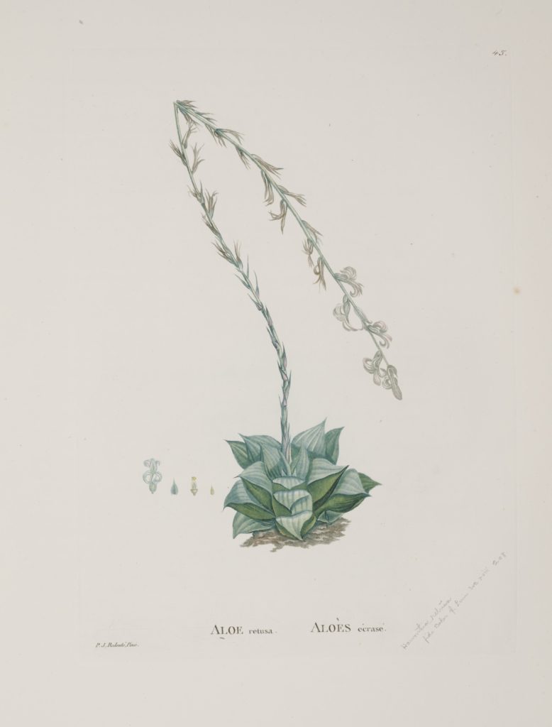 Haworthia retusa (L.) Duval [as Aloe retusa L.]
A.P. de Candolle, P.J. Redouté, Plantarum Historia Succulentarum (Plantes grasses), vol. 1: t. 45 (1799-1837) [P.J. Redouté]
http://plantillustrations.org/illustration.php?id_illustration=48020
