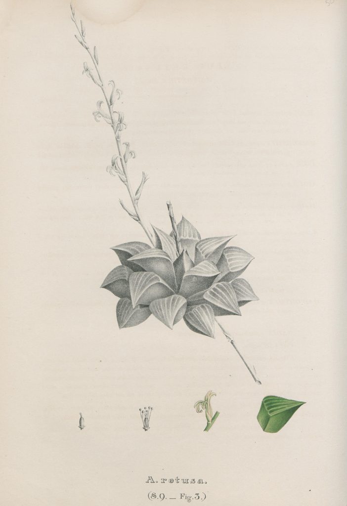 Haworthia retusa (L.) Duval [as Aloe retusa L.]
J.S. von Salm-Reifferscheidt-Dyck [Salm-Dyck], Monographia generum Aloes et Mesembryanthemi, Aloe, vol. 1: , fig. 9.3 (1849-1863)
http://plantillustrations.org/illustration.php?id_illustration=184034