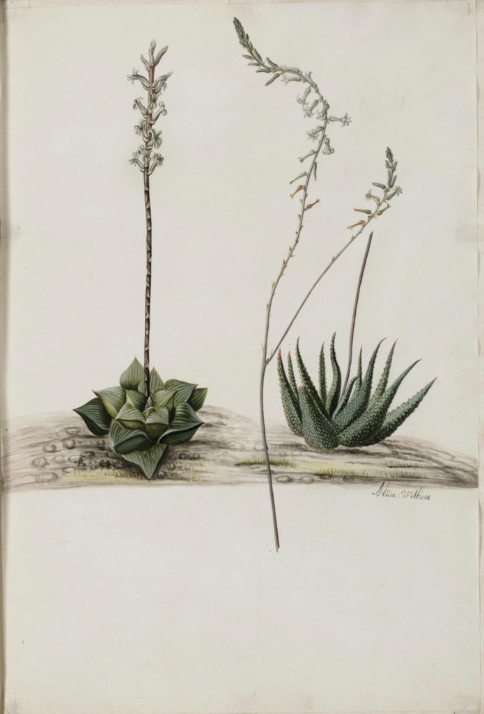 Haworthia retusa (L.) Duval
J. Moninckx, Moninckx atlas, vol. 3: t. 7 (1682-1709)
http://plantillustrations.org/illustration.php?id_illustration=138251